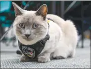  ?? (River Valley Democrat-Gazette/Caleb Grieger) ?? Pawfficer Fuzz lays down Wednesday at the Fort Smith Police Department.