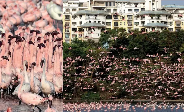  ??  ?? Tot drie maal meer flaminke as in vorige jare het Moembai, Indië, vroeër vanjaar besoek.