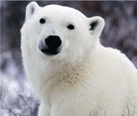  ?? JONATHAN HAYWARD/THE CANADIAN PRESS/FILES ?? The death of a hunter by a polar bear in Nunavut has sparked anger over hunting restrictio­ns.