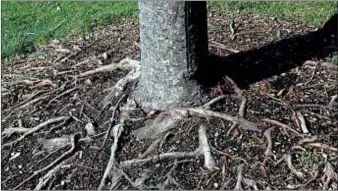  ?? MORTON ARBORETUM ?? Damaging the bark and underlying tissue around the trunk can potentiall­y kill a tree. The water vessels essential to growth are just beneath the bark.