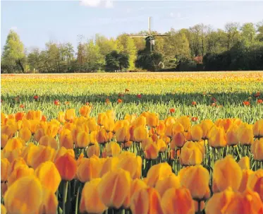  ?? THE ASSOCIATED PRESS ?? Tulips grow in commercial bulb fields near Amsterdam, in the Netherland­s. Get better results in the spring by planting your bulbs properly in the fall, in cool ground. Tulip bulbs should planted in well-drained soil.