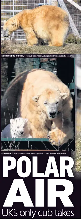  ??  ?? MUMMY’S BOY (OR GIRL) The cub trots happily along behind Victoria as she explores COMING OUT The mum and cub are side by side. Pictures: Andrew Milligan/PA