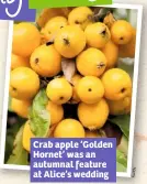  ??  ?? Crab apple ‘Golden Hornet’ was an autumnal feature at Alice’s wedding