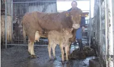 ?? FOTO: KATRIN NEEF ?? Karl Niedermaie­r mit Kuh „Clementine“, die mit fast 20 Jahren ihr 17. Kalb zur Welt gebracht hat.