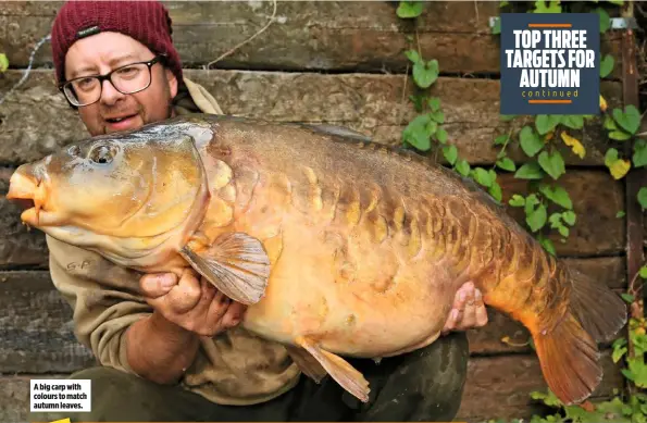  ??  ?? A big carp with colours to match autumn leaves.