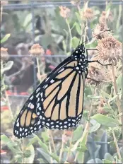  ?? ?? Andrea Davis found one Monarch butterfly in her Ukiah garden last fall.