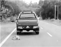  ??  ?? The photo that has gone viral in social media shows the dog being allegedly dragged on the road by the moving pick-up truck in Lahad Datu.