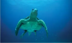  ?? Annika Hammerschl­ag ?? A male loggerhead sea turtle glides through the pristine waters off the coast of Sal, Cape Verde. Nest numbers on the islands have risen dramatical­ly over the past five years. Photograph: