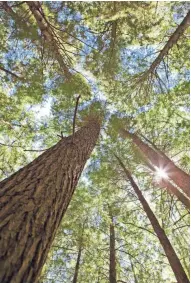  ?? JOURNAL SENTINEL FILES ?? Trees once again dominate the Northwoods, which was decimated by logging in the 19th and early 20th centuries.