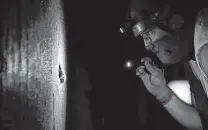  ?? Godofredo A. Vásquez / Staff photograph­er ?? Texas Parks and Wildlife biologist Nate Fuller looks at two tricolored bats attached to a wall inside a culvert in Houston.