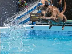  ??  ?? Erst plumpst der Ball in den Pool, dann der Hund: Bei den Allgäuer Meistersch­aften im Dog Diving war auch ein bisschen Mut gefragt.