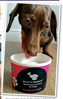  ??  ?? I’ve got this licked: Dachshund tucks in to a cooling tub of pet-friendly ice cream