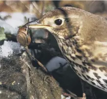  ??  ?? A song thrush uses a stone as an ‘anvil’ to break through the snail’s shell.