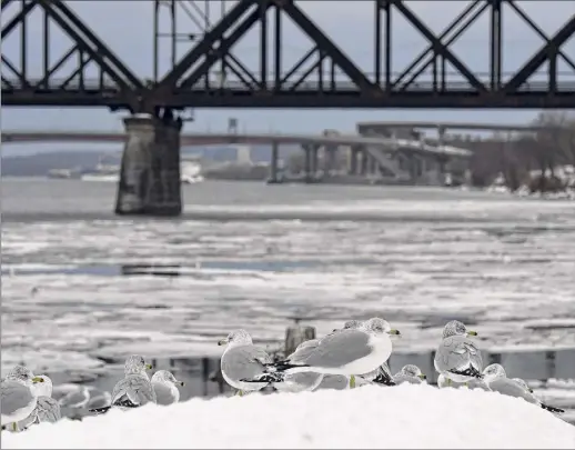  ?? Will Waldron / Times Union ?? Ring-billed gulls roost on the icy banks of the Hudson River on Thursday at Corning Preserve in Albany. Expect a warm-up Friday.