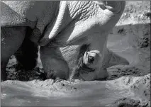  ??  ?? LOULOU, A WHITE RHINOCEROS, BURIES HER HORN at the Phoenix Zoo on Monday in Phoenix. in the mud to keep cool