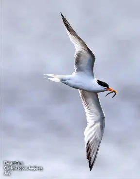  ??  ?? Elegant Tern, Cemlyn Lagoon, Anglesey, July