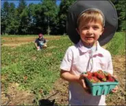  ?? PAUL POST — PPOST@DIGITALFIR­STMEDIA.COM ?? Ben Robinson displays a box of strawberri­es he picked Tuesday at Ariel’s Farm in Wilton.