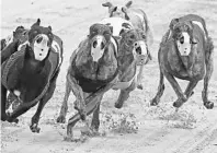  ?? RED HUBER/ORLANDO SENTINEL FILE ?? Greyhounds race in 2015 at the Sanford Orlando Kennel club in Longwood.