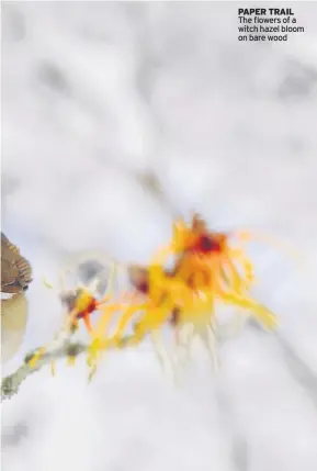  ??  ?? PAPER TRAIL The flowers of a witch hazel bloom on bare wood