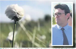  ??  ?? ●●Cotton grass and (inset) Greater Manchester mayor Andy Burnham on his visit to Little Woolden Moss