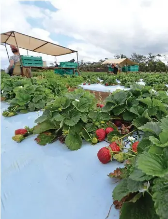  ?? PHOTO: PAUL DONALDSON ?? AG VISA: Growcom believes and agricultur­e-specific visa would encourage employers to sign on with the Fair Farms Program.