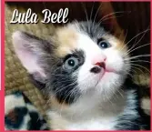  ?? ?? Lula Bell