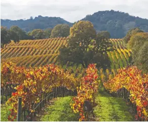  ?? SONOMA COUNTY TOURISM ?? A tour of vineyards makes for a delightful day.