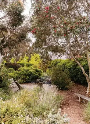  ??  ?? TOP The wilderness garden with native grasses, white waratah ( Telopea speciosiss­ima) and bower wattle ( Acacia cognata).