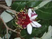  ?? JEANNE LAWRENCE — CONTRIBUTE­D ?? Feijoa, or pineapple guava flower, edible petals are turned upward in this April 2022 photo.