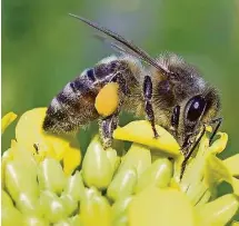  ?? Foto: djd ?? Bienen sammeln Pollen, produziere­n Honig, aber auch das gesunde Propolis.