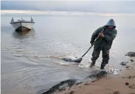  ?? Photo / AP ?? A seal hunter drags his catch ashore in Sishmaref, Alaska. The state has been seeing unseasonab­ly warm temperatur­es for the time of year.