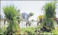  ?? SAMEER SEHGAL/HT ?? Labourers sowing paddy in a field near Verka in Amritsar district on Tuesday.