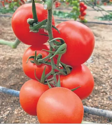  ?? G. S. S. ?? El tomate rama junto al tomate pera son los más demandados en la exportació­n.