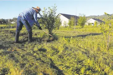  ?? Michael Macor / The Chronicle ?? Jose Escalante is part of a crew that maintains the orchard where black truffles are grown at Jackson Family Wines near Santa Rosa. The first truffles were harvested in February after a 2011 planting.