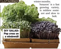  ?? ?? DIY SALAD: Pop cress on a windowsill