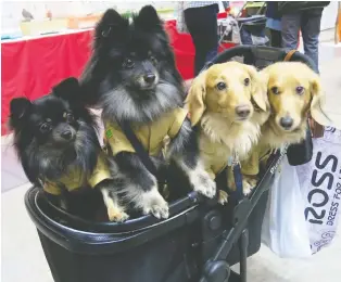  ??  ?? Dogs were dressed up in their best outfits at the 2019 Yokohama Pet Fair. Simon Denyer’s dog Ziggy, left, meanwhile, is typically underdress­ed compared to the canines who work out at his gym.