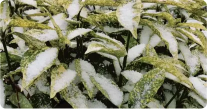  ??  ?? Snow-covered Aucuba ‘Crotonifol­ia.’