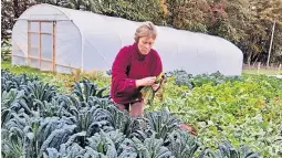  ?? ?? Rich pickings Shirley’s kale is popular with customers