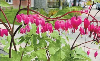  ?? KATHY RENWALD PHOTO ?? They may be common, but bleeding hearts remain adorable spring plants.