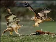  ?? ?? Colin Bradshaw was third for a red kite tussling with a buzzard