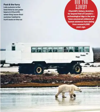  ??  ?? Fast & the furry Late autumn is the best time to see polar bears in Churchill, when they leave their summer habitat to hunt seals on the ice