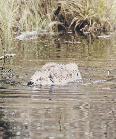  ??  ?? were hunted to extinction in Britain for their fur, with an official population in Argyll and an unofficial one in Tayside