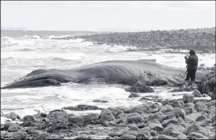  ?? FILE PHOTO ?? A pilot whale that washed ashore in Nova Scotia could be a species that’s rarely seen in northern waters, the Marine Animal Response Team said Saturday.