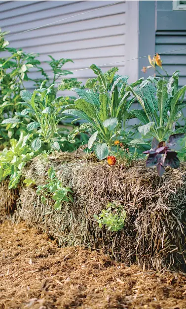  ??  ?? Kale and lettuce growing in straw. The marigolds are for companion planting.