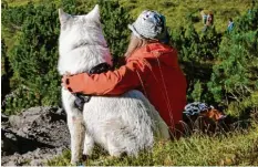  ??  ?? Meru ist der Schulhund der Montessori­schule in Dinkelsche­rben. Er ist aber auch ein guter Begleiter in den Bergen.