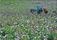  ?? WANG PENG / XINHUA ?? A flower plantation in the Maowusu Desert near Yinchuan, Ningxia Hui autonomous region, has become a tourist attraction.
