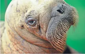  ?? JENNIFER GIBBINS/ALASKA SEALIFE CENTER VIA AP ?? A walrus calf in a quarantine­d pen is being cared for at the Alaska SeaLife Center in Seward, Alaska. The calf was found on a mining barge near Nome and transporte­d to the center.