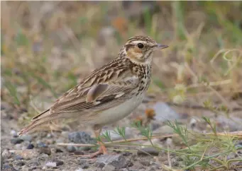  ?? ?? SIX: Woodlark (Tuscany, Italy, 23 May 2006). When settled, a distinctiv­e character of the species is the prominent creamy-white superciliu­m; the supercilia meet on the nape, producing a pale ‘V’ or a pale mottled area. The upperparts are strongly streaked black on quite a rich rusty-brown background (brightest in fresh plumage), while the whitish underparts show a strong and obvious breast band of well-defined blackish streaks. Again, this photograph shows well the characteri­stic ‘white-black-white’ pattern on the alula and primary coverts, often visible in flight.