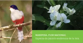  ??  ?? MARIPOSA, FLOR NACIONAL Especie de jazmín endémica de la Isla.