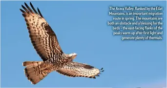  ??  ?? The Arava Valley, flanked by the Eilat Mountains, is an important migration route in spring. The mountains are both an obstacle and a blessing for the birds – the east-facing flanks of the peaks warm up after first light and generate plenty of thermals.